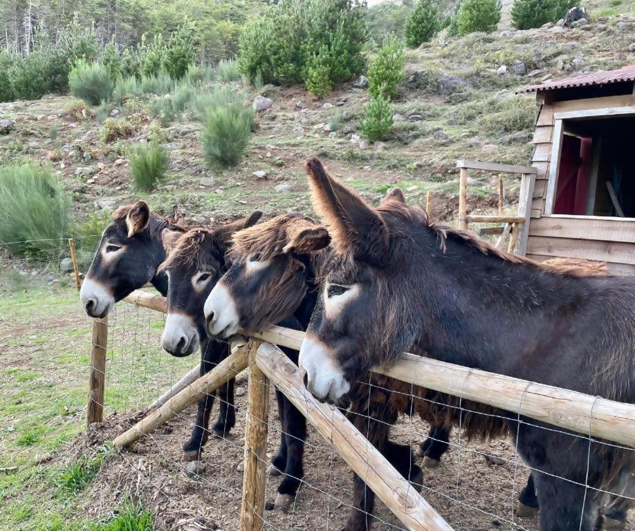 Mountain Eco Shelter 2 Ξενοδοχείο Φουνκάλ Εξωτερικό φωτογραφία